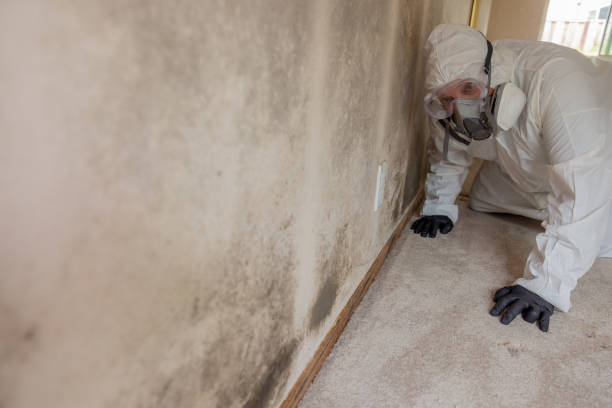 Environmental Consulting for Mold Prevention in State Line, PA