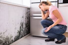 Best Mold Documentation for Insurance Claims  in State Line, PA